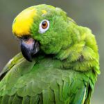 amazon bedrock revolutionizes ai model development with reinforcement fine tuning