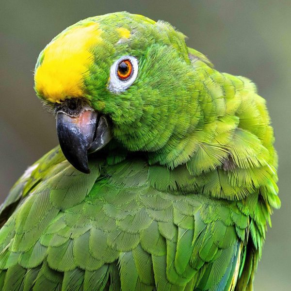 amazon sagemaker hyperpod unveils checkpointless and elastic training for ai development acceleration