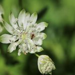 conde nast faces major data breach claims as wired records allegedly leaked