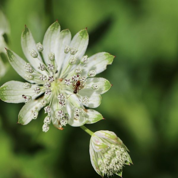 conde nast faces major data breach claims as wired records allegedly leaked