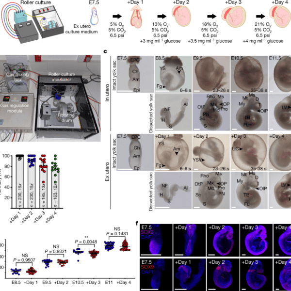 ex utero implantation a new frontier in human development research and its ethical reckoning